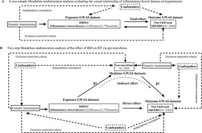 The role of gut microbiome in mediating the effect of inflammatory bowel disease on hypertension: a two-step, two-sample Mendelian randomization study